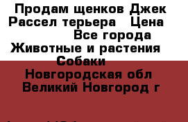 Продам щенков Джек Рассел терьера › Цена ­ 25 000 - Все города Животные и растения » Собаки   . Новгородская обл.,Великий Новгород г.